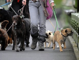  Fewer dog bite wounds treated in east Berkshire, north east Hampshire, Farnham and Surrey Heath