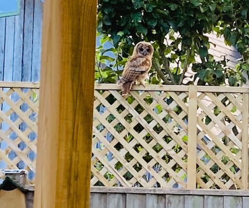 Bentworth couple paid a visit by tawny owl