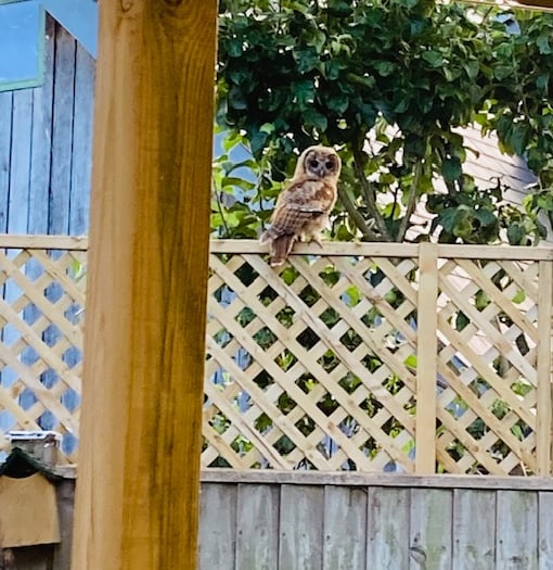 Bentworth couple paid a visit by tawny owl