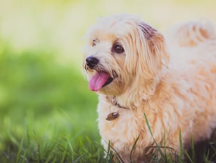 Dogs ‘defecating’ on graves sparks action by Waverley Borough Council