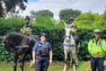 Police horses return to Dulverton