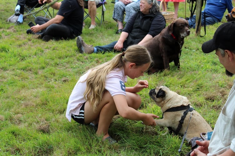 Keeping one dog entertained. SR 8248