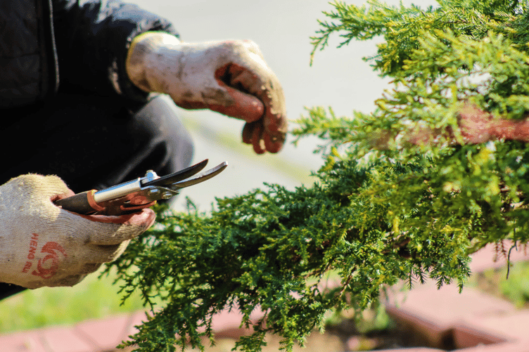 Gardening stock image