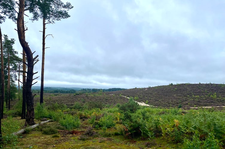 Frensham Common