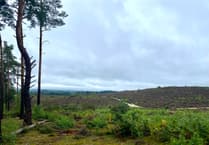 Patrols stepped up on Waverley heathlands in bid to put brakes on illegal bikers