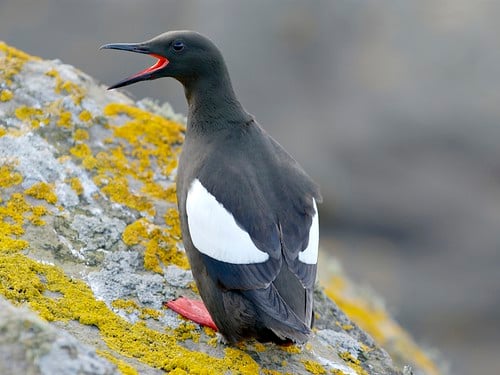 A black guillemot