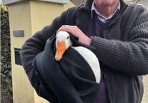 Plea for support from bird charity