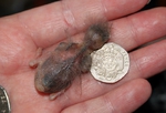 A swallow in comparison with a Manx 20p coin