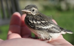 A pied wagtail fledgling