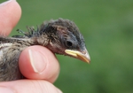 A sparrow being rescued by Manx Wild Bird Aid
