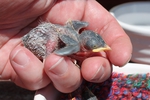 A house martin rescued by the charity