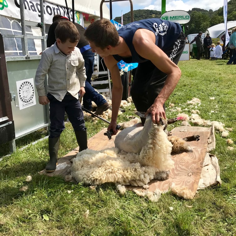 Scenes from the Chagford Show back in 2019; sheep sheering demonstrations, above; rosette winners are all smiles in the equine classes; a horse and carriage demonstration, below, and, left, a curly fleeced sheep has a very young handler.