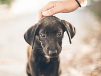 RSPCA unveils plans for new pet food banks in Surrey this year
