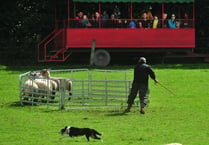 Sheepdog competition: Every dog has its day