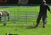 Sheepdog competition: Every dog has its day
