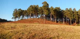 Complaints about lack of disabled parking at Bourne Wood