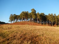 Parts of medieval horror film to be shot at Bourne Wood
