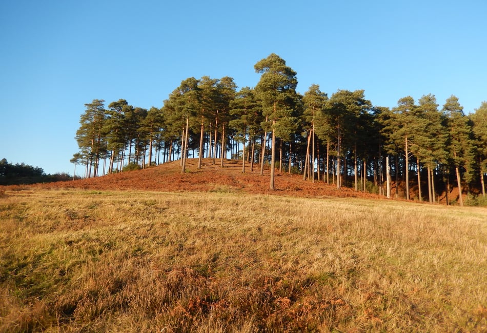 <p>Bourne Wood just south of Farnham was known as the Clumps until Forestry England changed the name in the 1950s</p>