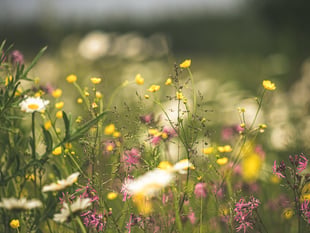 East Hants' meadows are now just patches of abandoned forlorn neglect