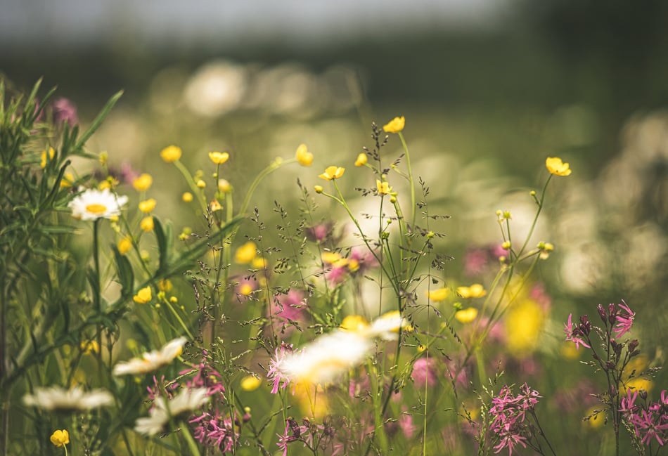 <p>Meadows must be mown twice a year to maintain them as meadows – but are being neglected in East Hampshire, says the Green Party</p>