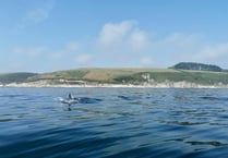 Man spots dolphins while kayaking a few miles out from Cornish coast 