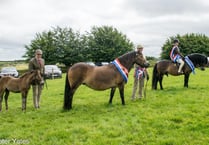 Exmoor Pony breed show attracts top entries