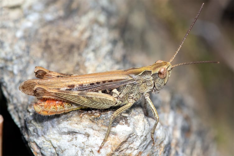 Field Grasshopper - Chorthippus brunneus