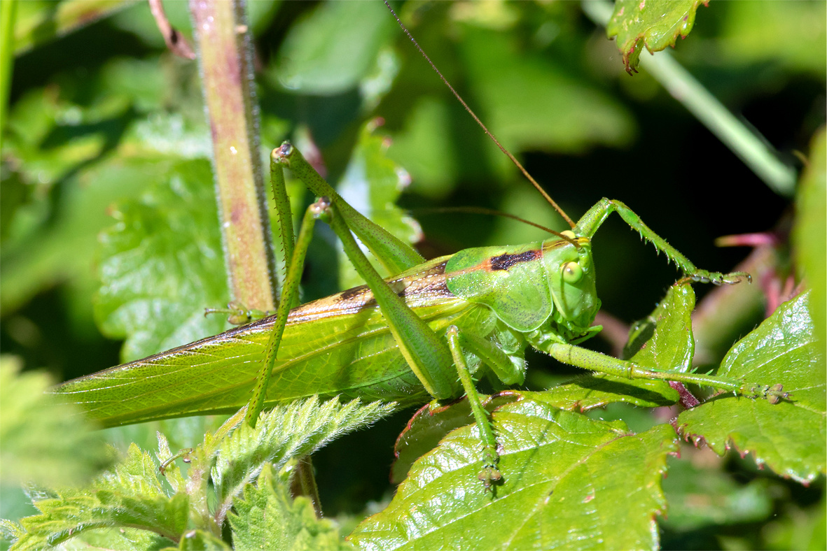 Great Green Bush Cricket - Tettigonia viridissima