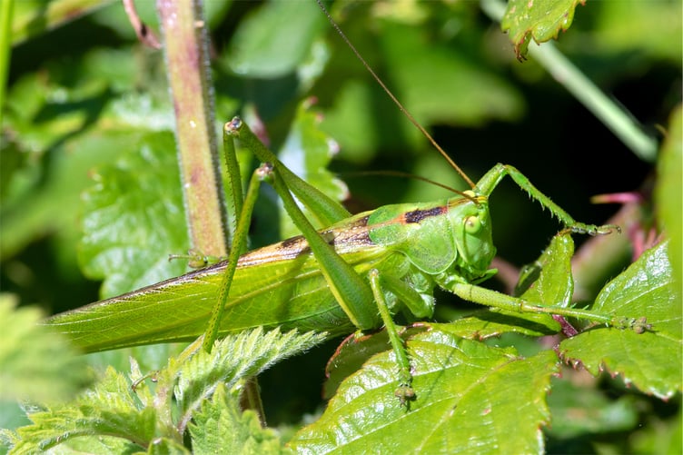 Great Green Bush Cricket - Tettigonia viridissima