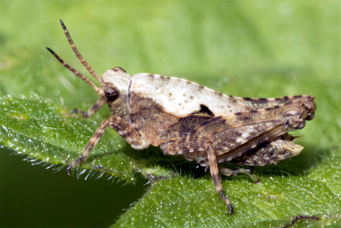 Common Groundhopper - Tetrix undulata