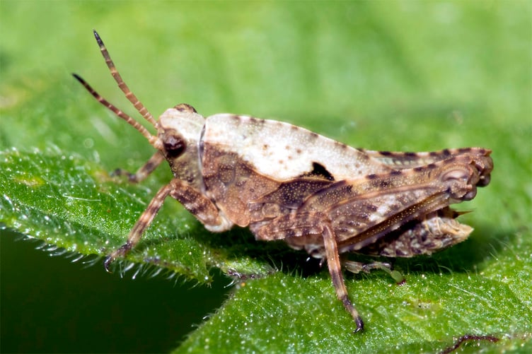 Common Groundhopper - Tetrix undulata