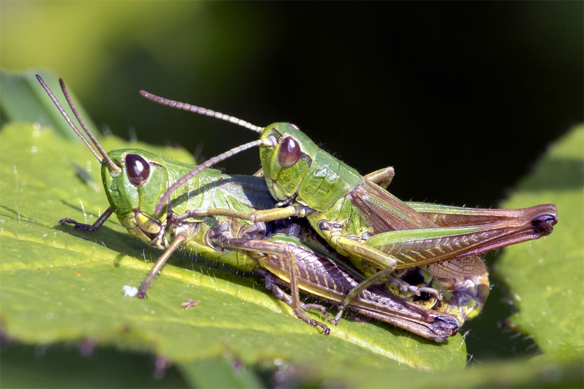 Meadow Grasshoppers - Chorthippus parallelus