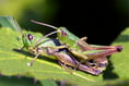 Summer is the time when grasshoppers dance