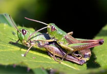 Summer is the time when grasshoppers dance