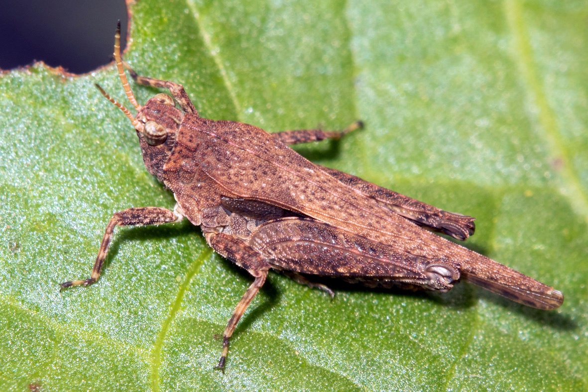 Slender Groundhopper - Tetrix subulata