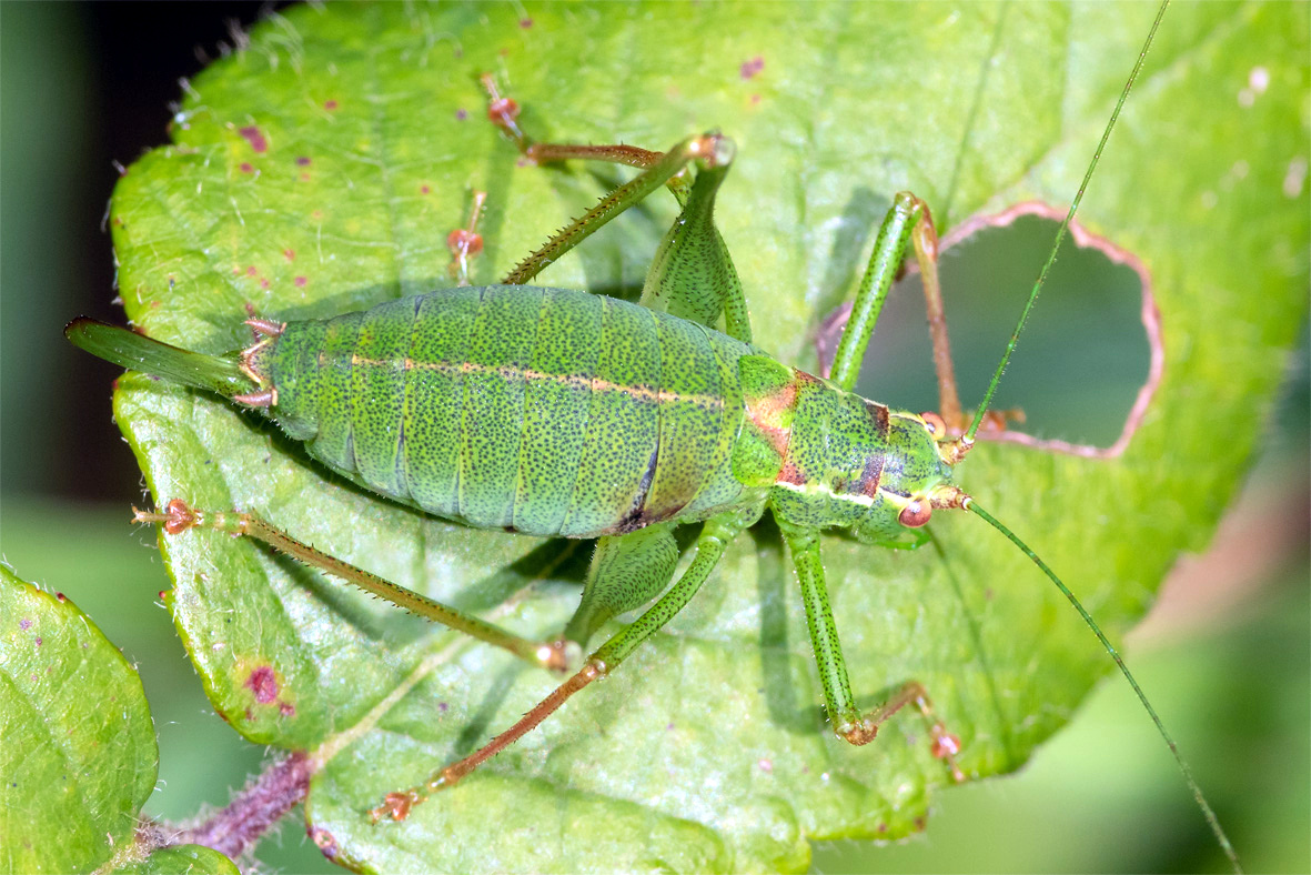 Speckled Bush Cricket - Leptophyes punctatissima