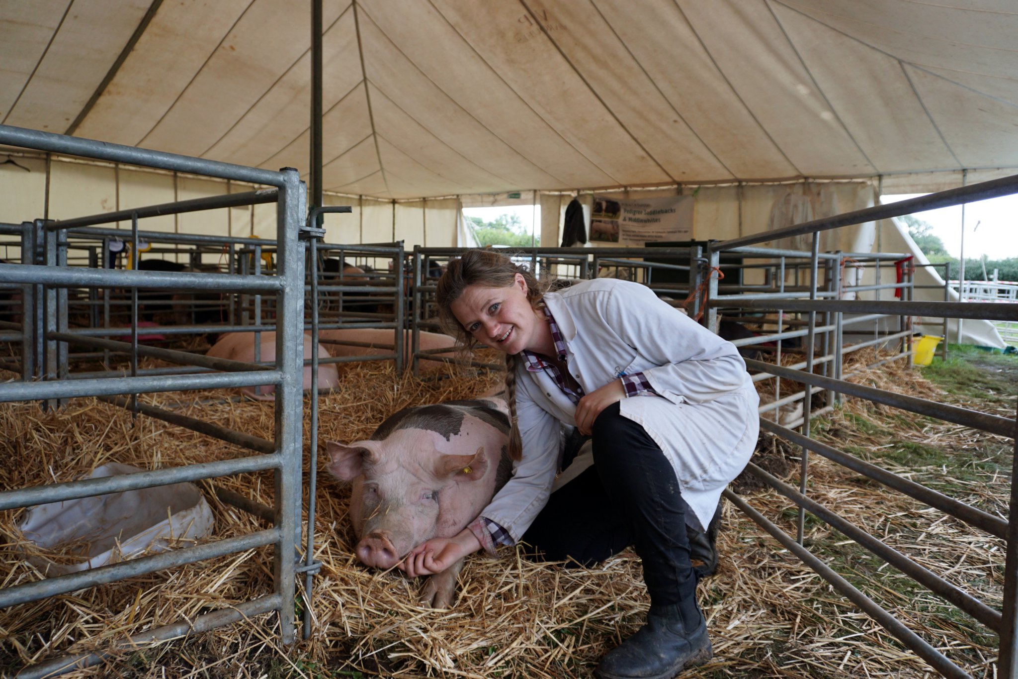 saddleback pigs, Okehampton Show