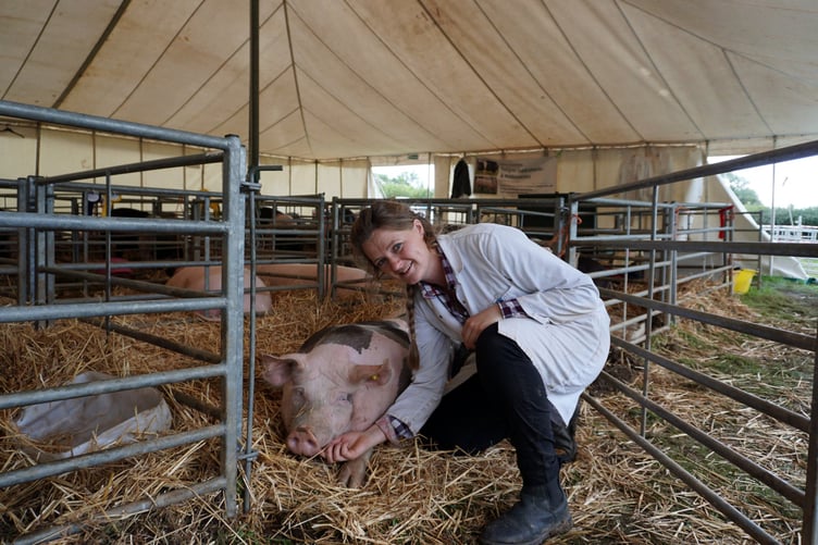saddleback pigs, Okehampton Show