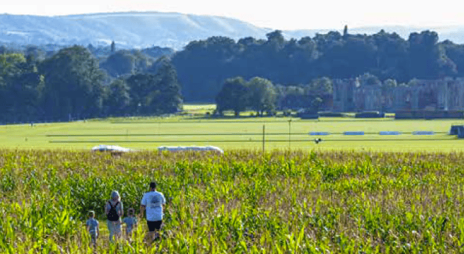 Cowdray maize maze