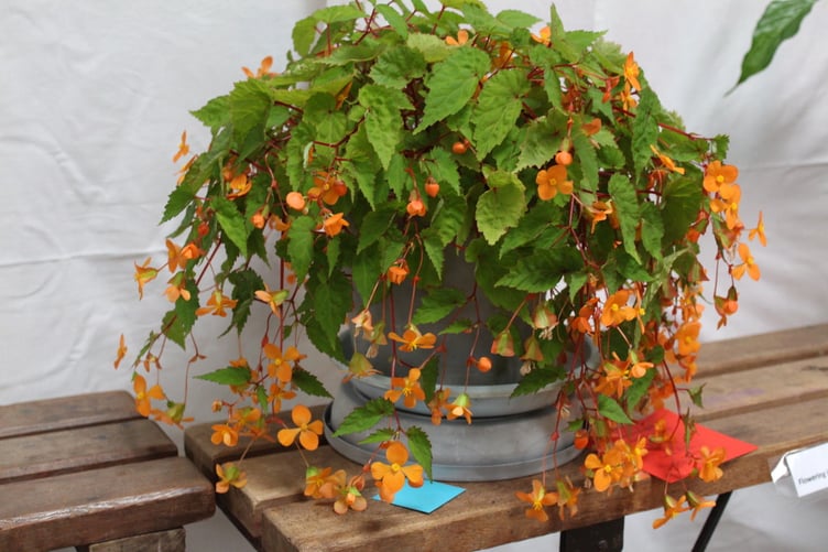 Kath Eley’s flowering pot plant. SR 8689