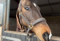 Horse owner says life will never go back to normal after Newent crash