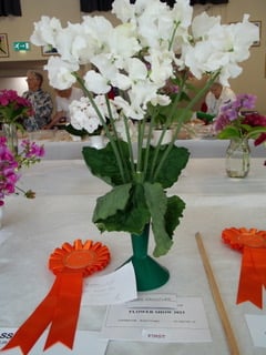 Sweet peas entry at Minehead Flower and Produce Show.
