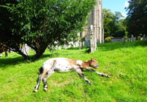 Pictures: Dartmoor ponies just love to loll in churchyard