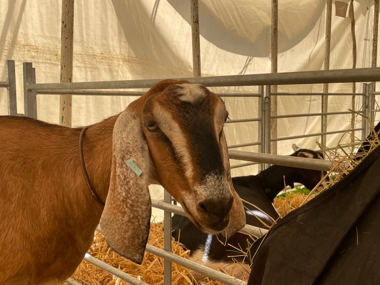 A goat with long ears. AQ 3912