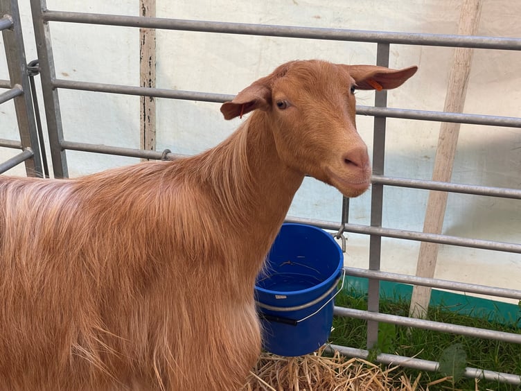 An inquisitive goat in its pen. AQ 3916