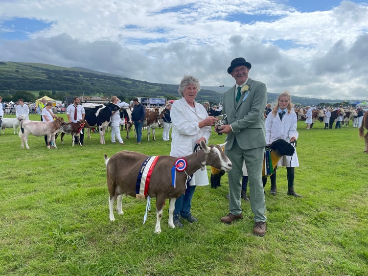The Champion goat. AQ 4003