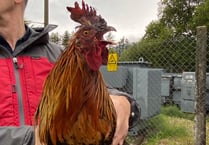Appeal for information after cockerels are harmed