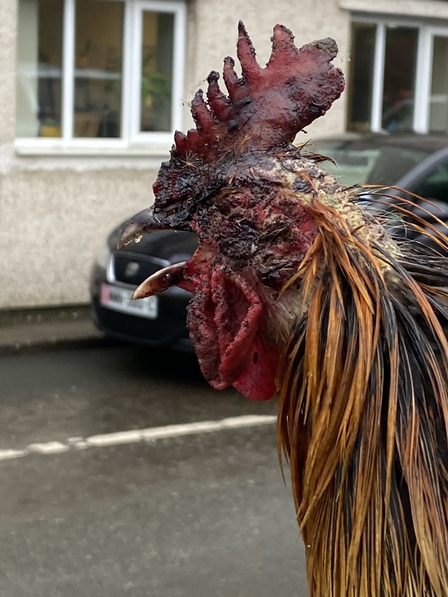 One of three cockerels that had come into contact with a bitumen type substance