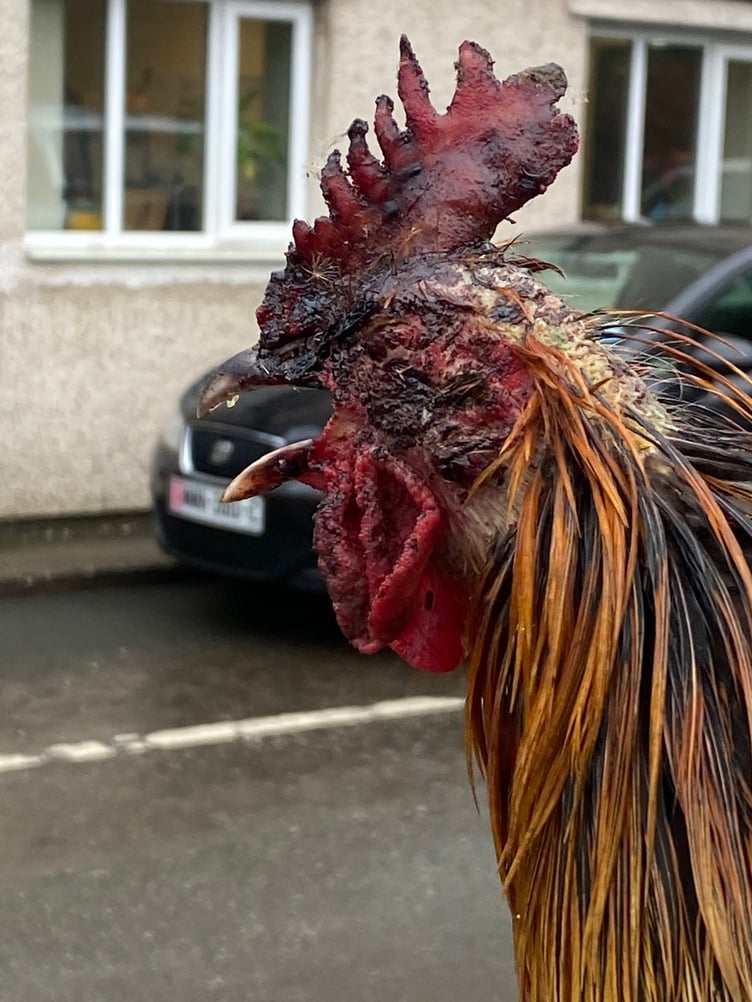 One of three cockerels that had come into contact with a bitumen type substance