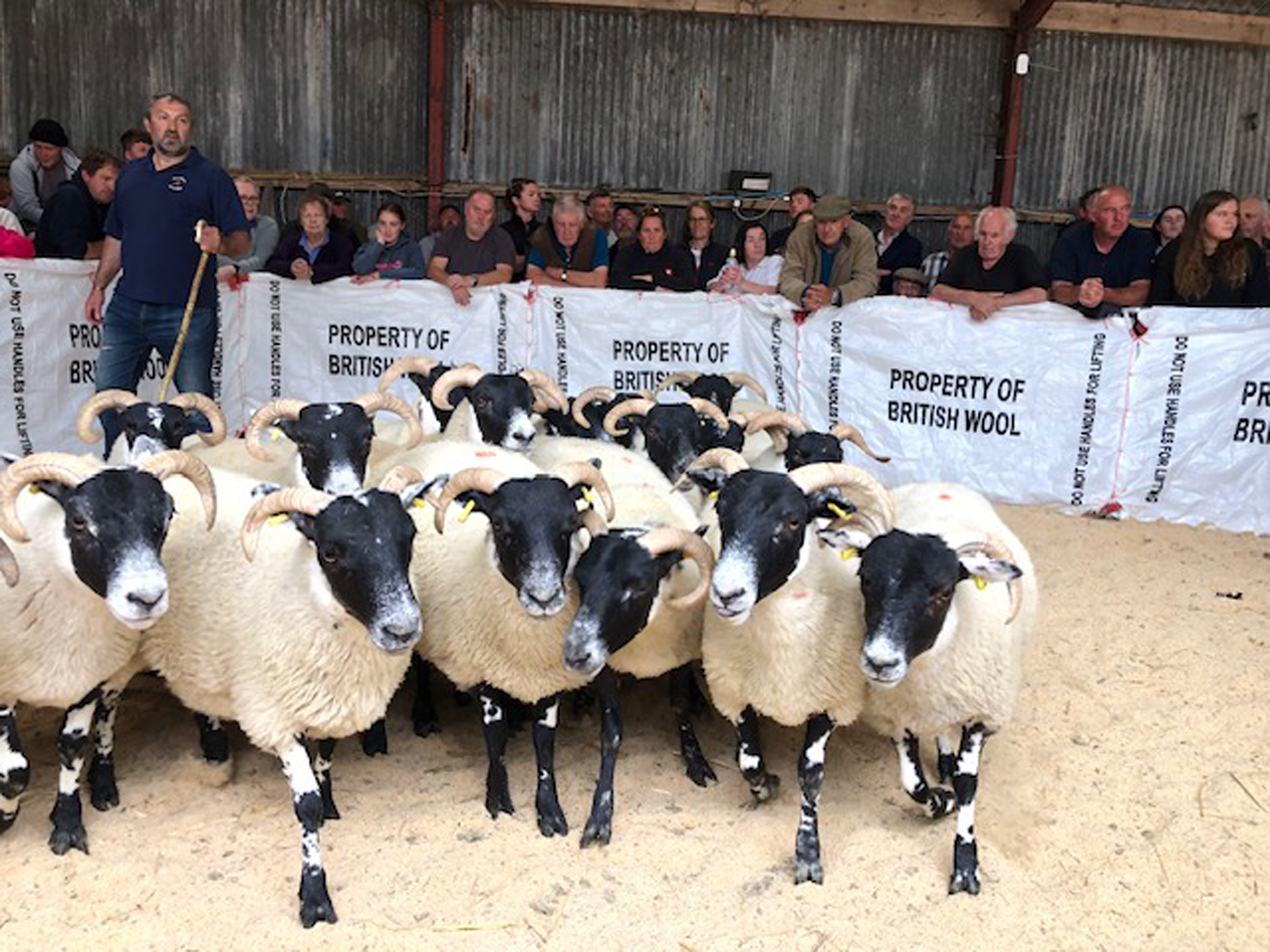 Some of the sheep at the Central Mart auction